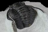 Diademaproetus Trilobite - Ofaten, Morocco #88875-3